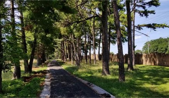 Poleni i pishave- Pluhuri magjik për shëndet dhe forcë