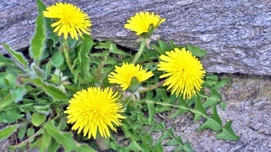 Konsiderohet si rrënjë e thjeshtë, por është shumë më efektive sesa kimioterapia