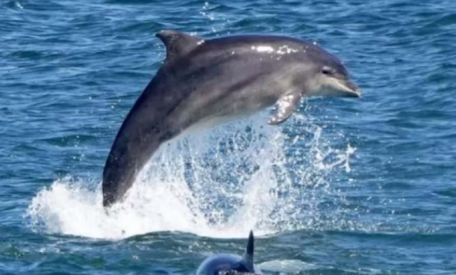 Plagosen disa notarë në një plazh nga delfinët