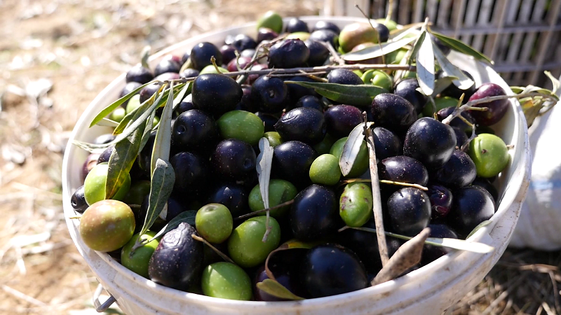 ‘Antikancerogjen’, 7 arsye pse duhet të konsumoni këtë frut mesdhetar çdo ditë