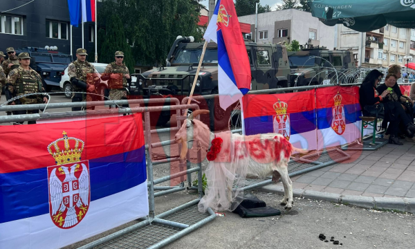 Serbët e shkruajnë emrin kryetarit të Leposaviqit në trupin e një dhie, e çojnë te komuna