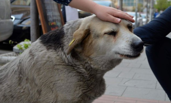 Theret me thikë një qen në qendër të Prishtinës, Arianit Koci publikon pamjet