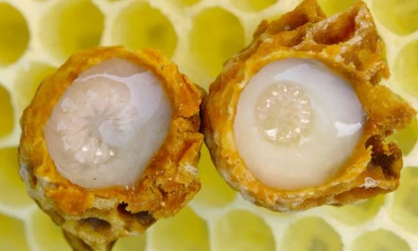 Qumështi i bletës vlerësohet si nektari i perëndive 
