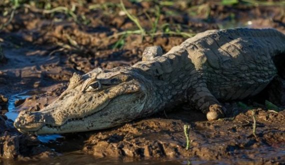 Zbulohet krokodili që la veten shtatzënë