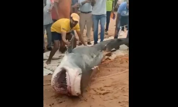 Peshkatarët kapin peshkaqenin tigër që gëlltiti të gjallë turistin 