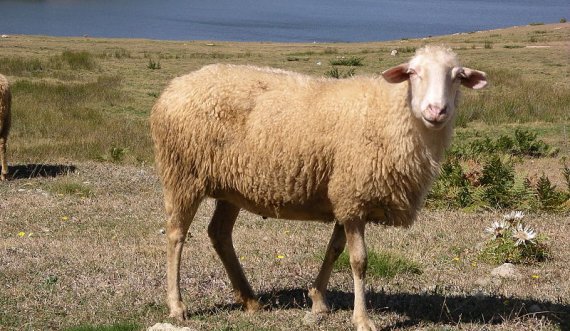 Prizren: Persona të panjohur i vjedhin 15 dele 