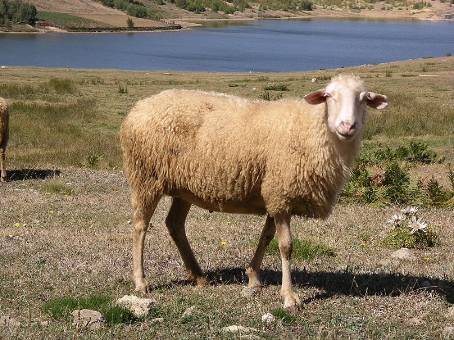 Prizren: Persona të panjohur i vjedhin 15 dele 