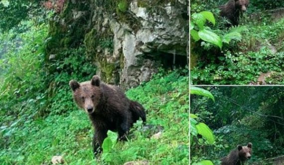 Ariu shfaqet në oborrin e një restoranti në Deçan 