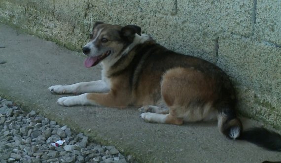 Në Vushtrri një person e gjuan tetë herë me armë qenin