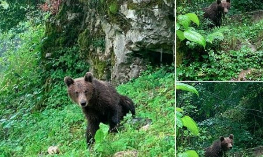 Ariu shfaqet në oborrin e një restoranti në Deçan