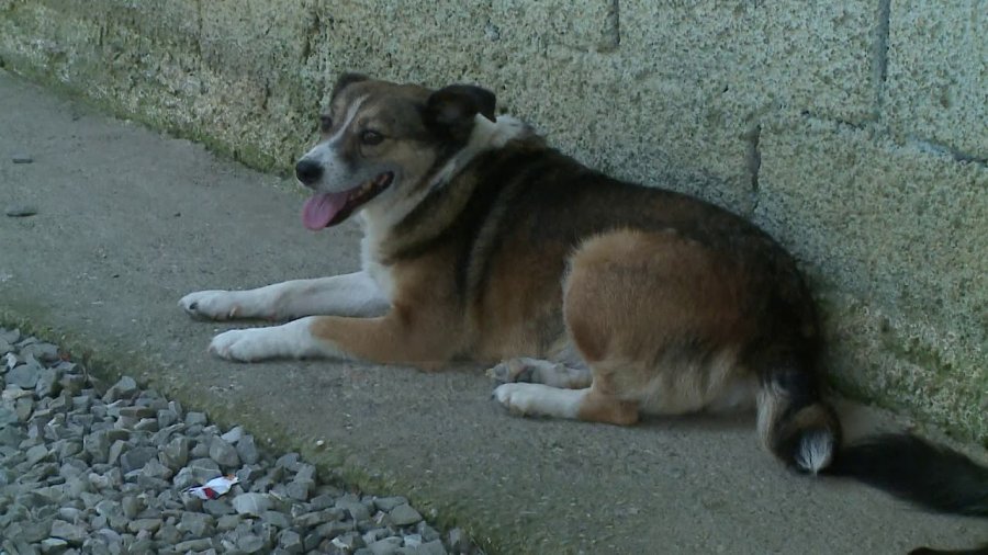 Në Vushtrri një person e gjuan tetë herë me armë qenin