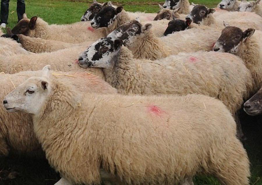 Arrestohet një person, tentoi të fus ilegalisht 21 dele përmes bjeshkëve të Istogut