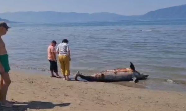 Gjendet një delfin  500 kg i ngordhur në breg të detit në Vlorë