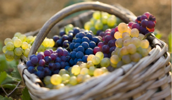 Cili është më i shëndetshëm: Rrushi i bardhë apo i zi?