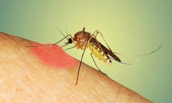Rreth 1 mijë njerëz humbin jetën në këtë vend nga sëmundja e shkaktuar prej mushkonjave