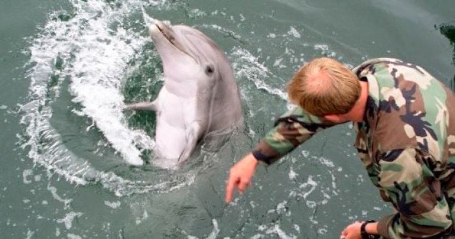 Rusia rekruton edhe delfinë si 'spiunë'