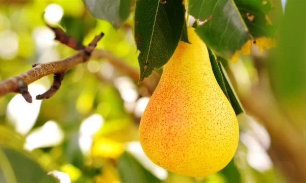 Dardha ofron përfitime të rëndësishme shëndetësore