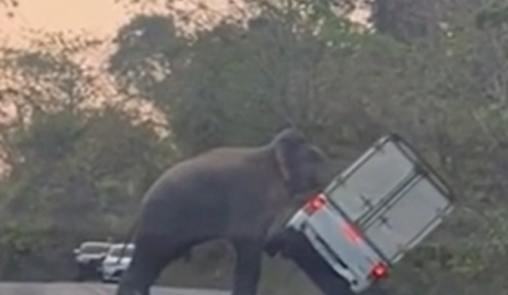 Elefanti rrëzon automjetin së bashku me shoferin brenda