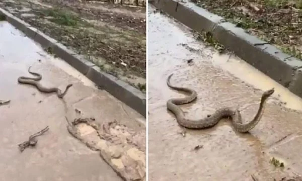 Ja si gjarpërinjtë 'pushtojnë' rrugët e qytetit