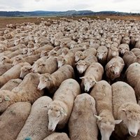 Në Serbi përhapet sëmundja e kafshëve