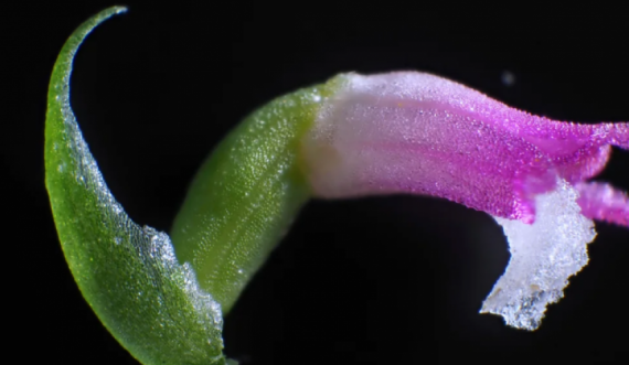 Zbulohet një orkide me petale sikur të ishin prej qelqi