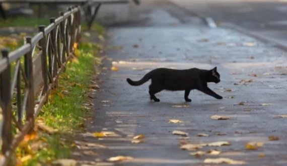 A e  tërheqin fatin e keq macet e zeza?