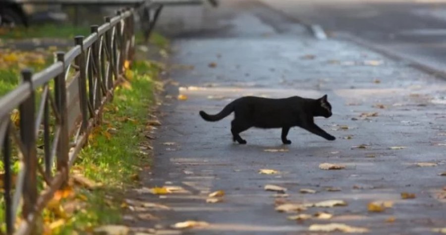 A e  tërheqin fatin e keq macet e zeza?