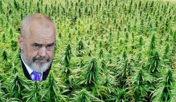 Goditje e fuqishme kundër qeverisjes së inkriminuar Rama nga EuObserver: “Varfëri, banda e korrupsion -Kanabisi kultivohet në bastionet e PS-së