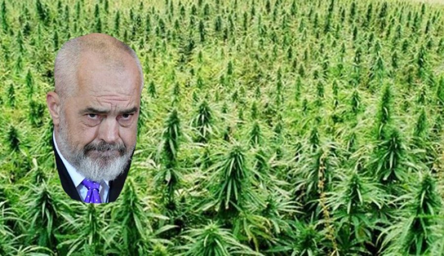 Goditje e fuqishme kundër qeverisjes së inkriminuar Rama nga EuObserver: “Varfëri, banda e korrupsion -Kanabisi kultivohet në bastionet e PS-së