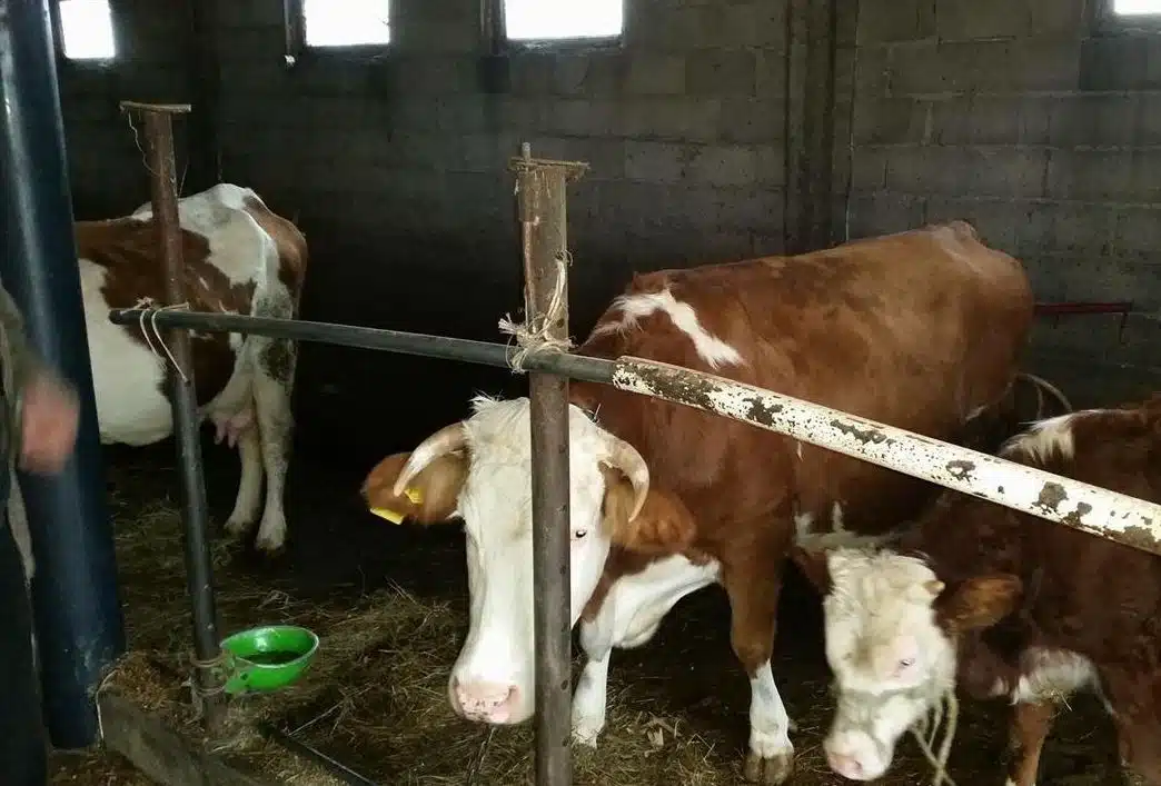 Hajnat ua mësyjnë stallave: Familjes nga Suhareka ia vjedhin një lopë dhe tre viça