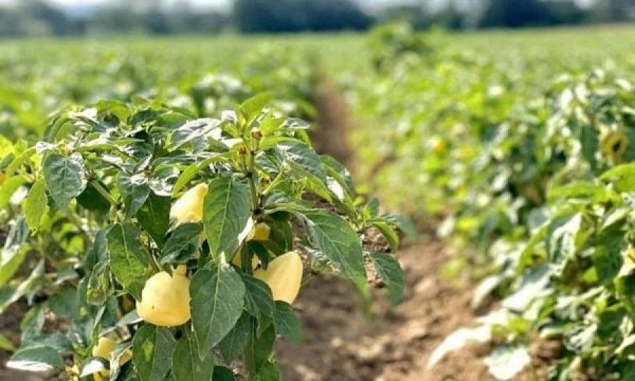 Ministria e Bujqësisë apelon te  bujqit për shfrytëzimin e afateve optimale për kultivimin e specit