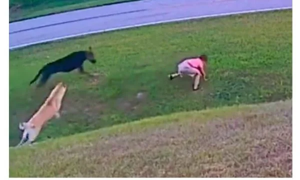 Një djalë i vogël sulmohet nga një qen në rrugë, qeni i tij mbron vogëlushin në këtë mënyrë