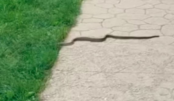 Një gjarpër është parë sot në pargun e Gërmisë