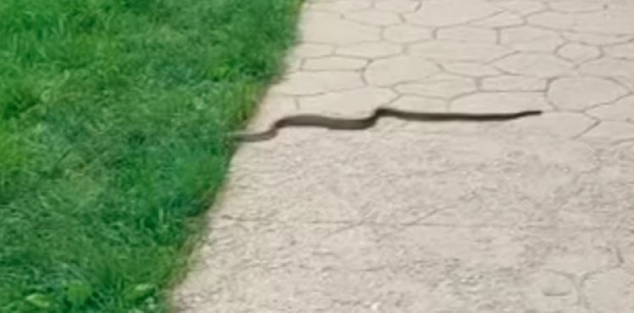 Një gjarpër është parë sot në pargun e Gërmisë
