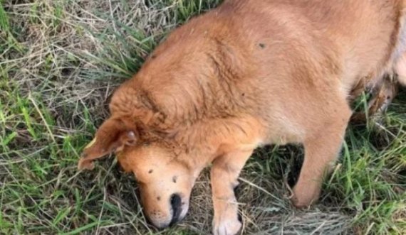 Vritet me armë zjarri një qen në Prishtinë, avokati Koci:Ai që e gjuan kafshën me plumb, është i rrezikshëm edhe për njerëzit