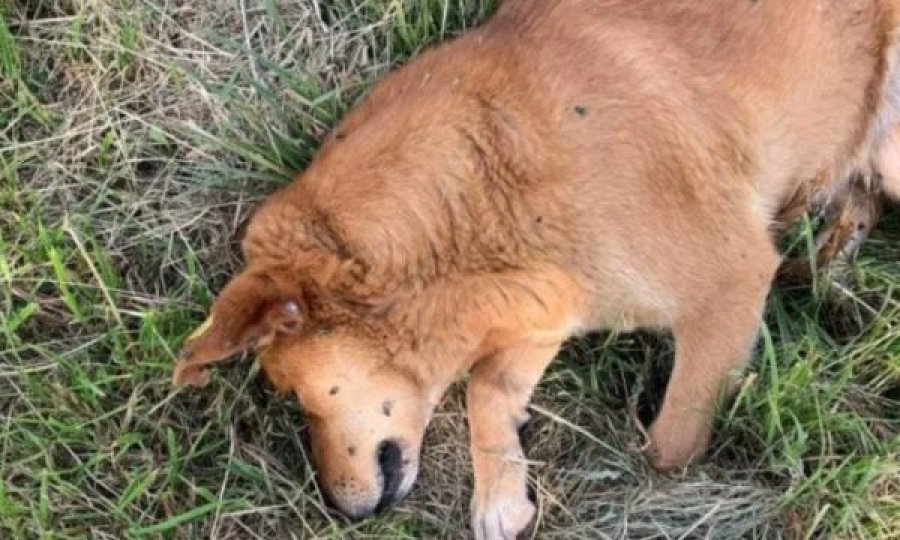 Vritet me armë zjarri një qen në Prishtinë, avokati Koci:Ai që e gjuan kafshën me plumb, është i rrezikshëm edhe për njerëzit