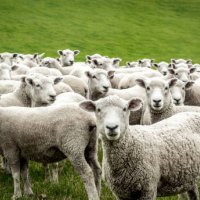 Tufa e deleve futet brenda serës dhe konsumon 100 kg hashash