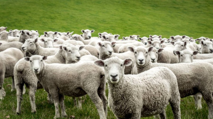 Tufa e deleve futet brenda serës dhe konsumon 100 kg hashash