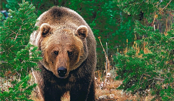 Ariu shfaqet në oborrin e një shtëpie në Mushtisht të Suharekës