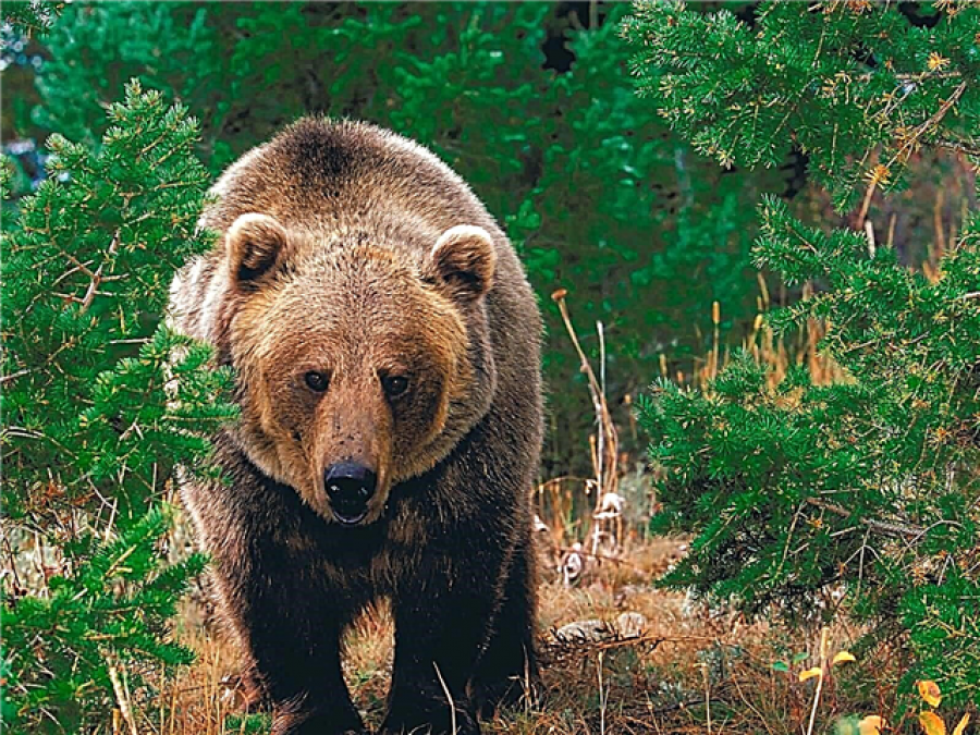 Ariu shfaqet në oborrin e një shtëpie në Mushtisht të Suharekës