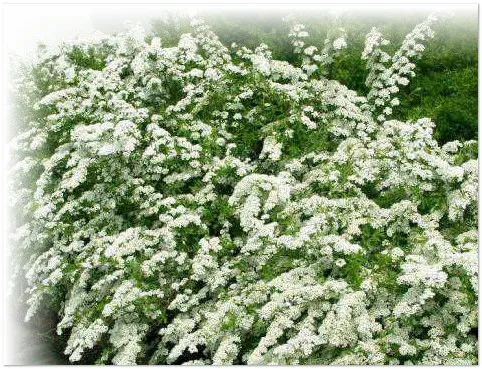 Kaçuba spiraea -aspirinë natyrore 