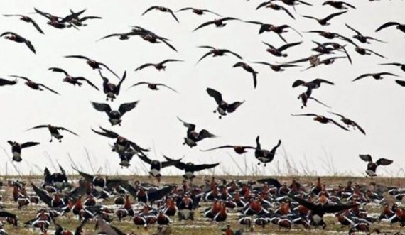 Zogjtë shtegtarë mbulojnë fushat e Hungarisë