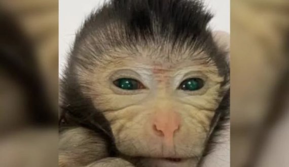 Shkencëtarët krijojnë majmun me dy grupe ADN-je