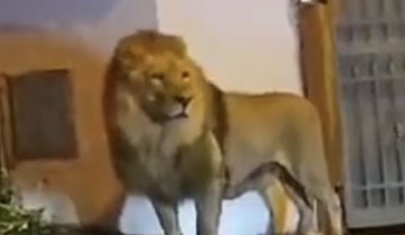 Publikohet momenti i kapjes së luanit të arratisur në Itali