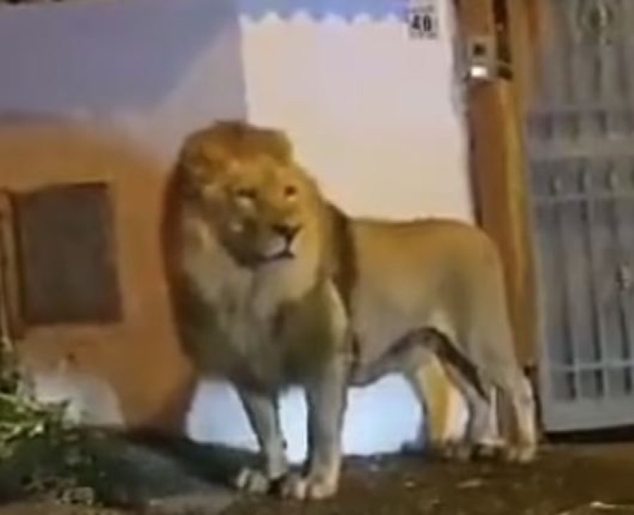 Publikohet momenti i kapjes së luanit të arratisur në Itali