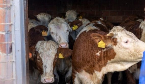 Shpërndahen 153 lopë të racës 'Simental' për fermerët