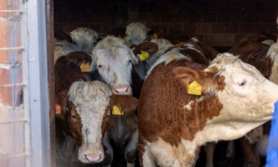 Shpërndahen 153 lopë të racës 'Simental' për fermerët