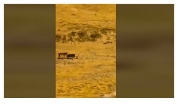 Ujqërit sulmojnë dy kuaj në një fushë