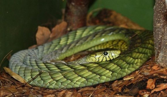 Alarmante: Një gjarpër i gjelbër ‘në arrati’
