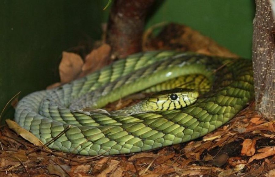 Alarmante: Një gjarpër i gjelbër ‘në arrati’